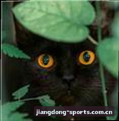 黄磊